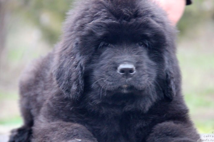 Фото: ньюфаундленд Zimnyaya Vishnya s Berega Dona (Зимняя Вишня с Берега Дона)