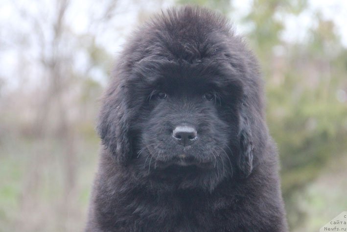 Фотография № 203448