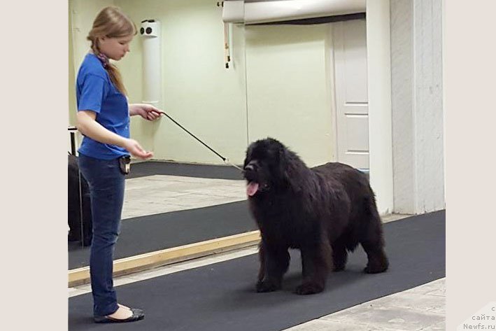 Фото: ньюфаундленд Vpered Zovuschaya s Berega Dona (Вперед Зовущая с Берега Дона)