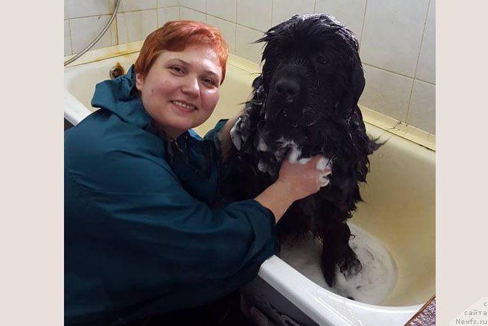 Фото: ньюфаундленд Vpered Zovuschaya s Berega Dona (Вперед Зовущая с Берега Дона), Varvara Ryibalova (Варвара Рыбалова)