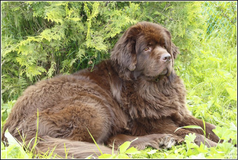 Фото: ньюфаундленд Hozjajka Doma s Berega Dona (Хозяйка Дома с Берега Дона)