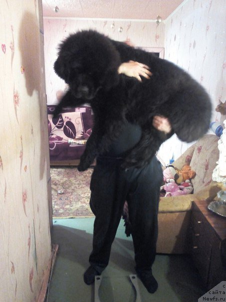 Фото: ньюфаундленд Chernaya Mafia Above and Beyond (Черная Мафия Абове анд Беуонд)