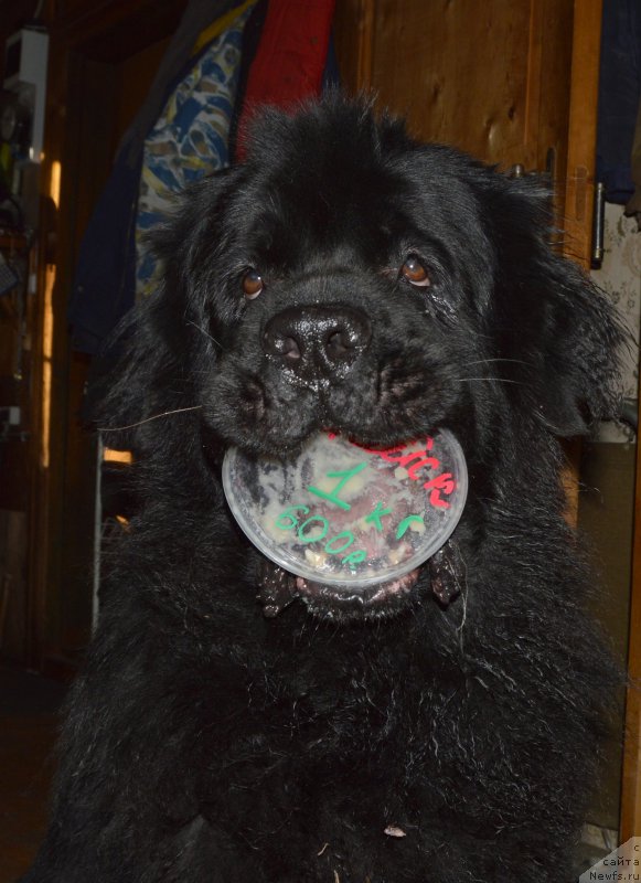 Фотография № 203469