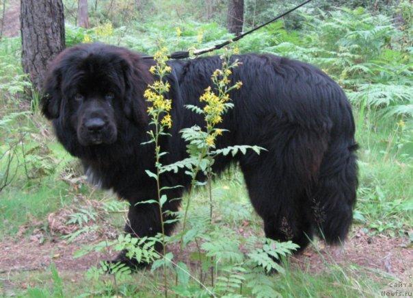 Фото: Lyubov' SCHukina (Любовь Щукина), ньюфаундленд Balustar de Mantal'chino (Балустар де Мантальчино)