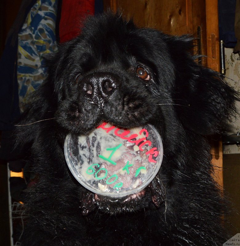 Фотография № 203470