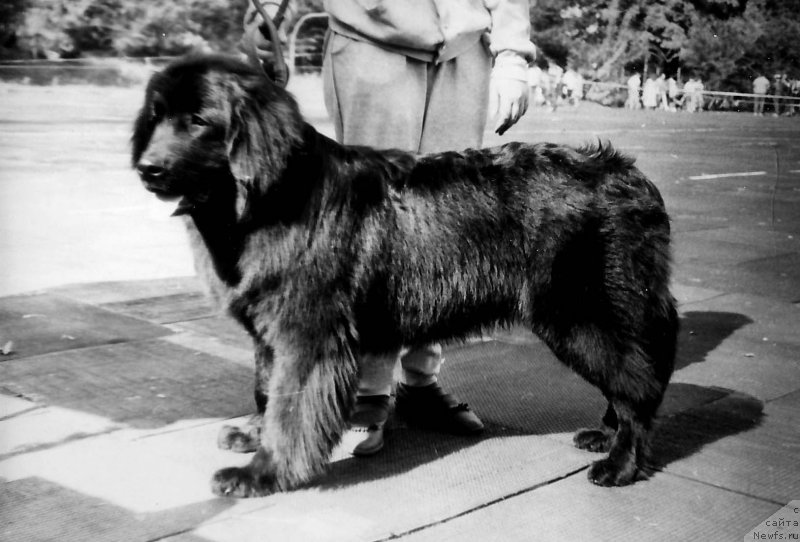 Фото: ньюфаундленд Barri YAn Berg (Барри Ян Берг)