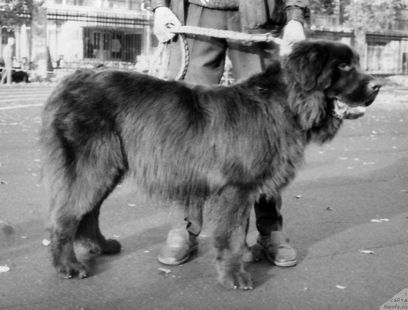 Фото: ньюфаундленд Rinat Villar (Ринат Виллар)