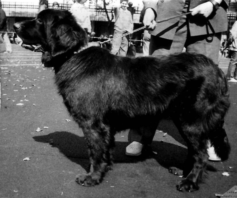 Фото: ньюфаундленд YUventa Irbe (Ювента Ирбе)