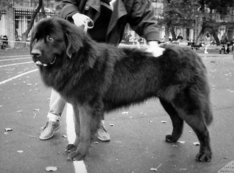 Фото: ньюфаундленд En Skinner Riyut Gay (Ен Скиннер Риют Гай)