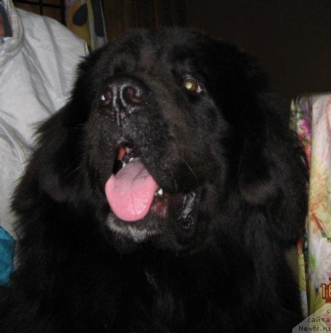 Фото: ньюфаундленд Balustar de Mantal'chino (Балустар де Мантальчино)