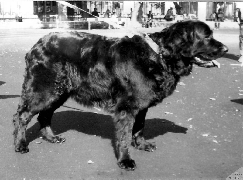 Фото: ньюфаундленд Magri (Магри)