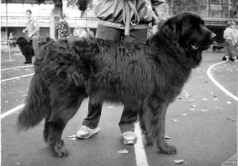 Фото: ньюфаундленд Enkris Riyut Gay (Енкрис Риют Гай)