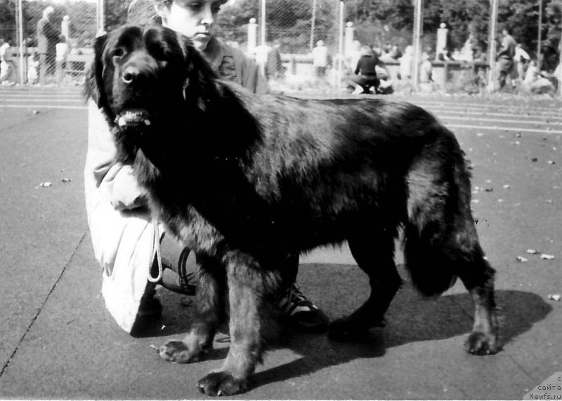 Фото: ньюфаундленд CHalni Ridjayna (Чални Риджайна)