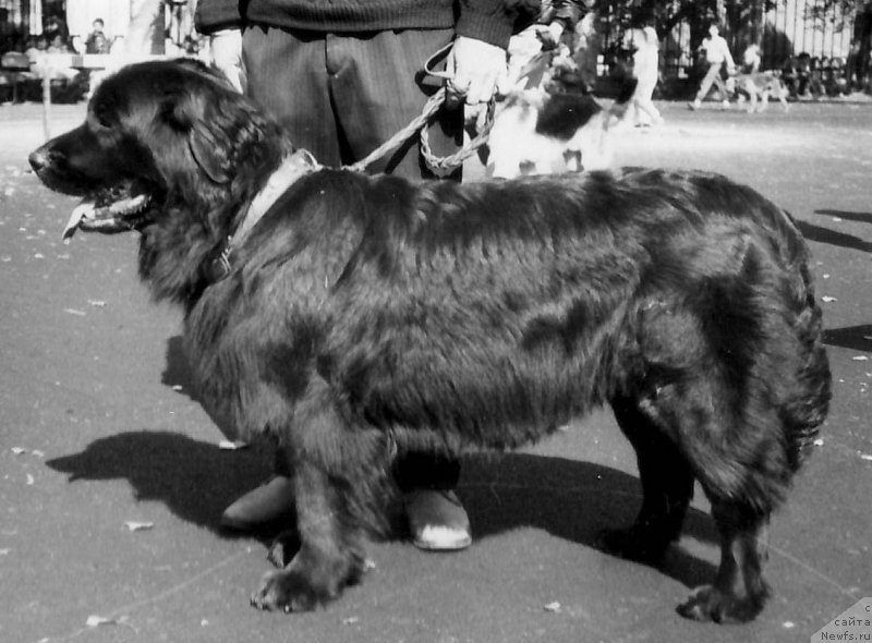 Фото: ньюфаундленд Brayti Neron (Брайти Нерон)