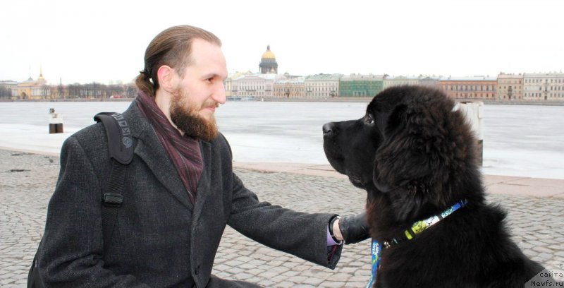 Фото: ньюфаундленд Chernaya Mafia Attractive Power (Черная Мафия Аттрактиве Повер)