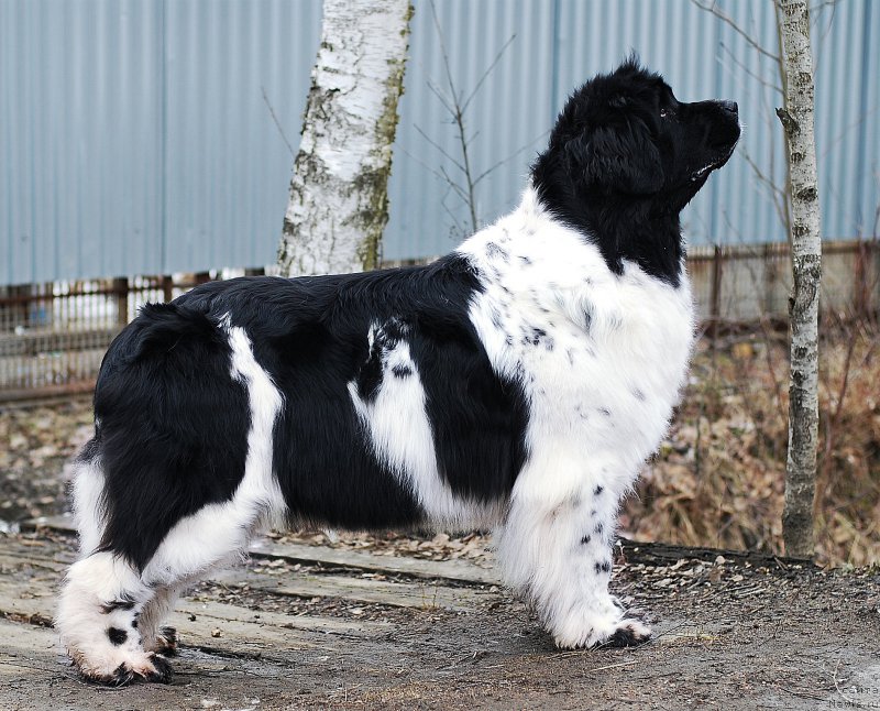 Фото: ньюфаундленд Piternyuf Prodigy (Питерньюф Продижи)