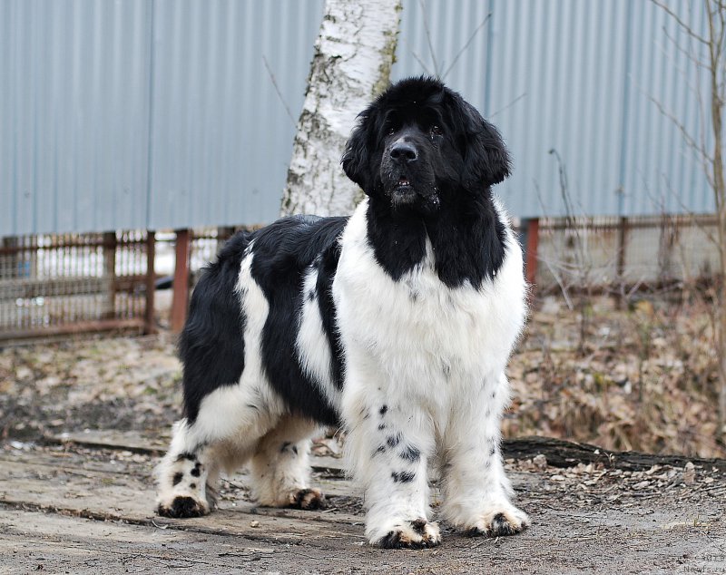 Фото: ньюфаундленд Piternyuf Prodigy (Питерньюф Продижи)