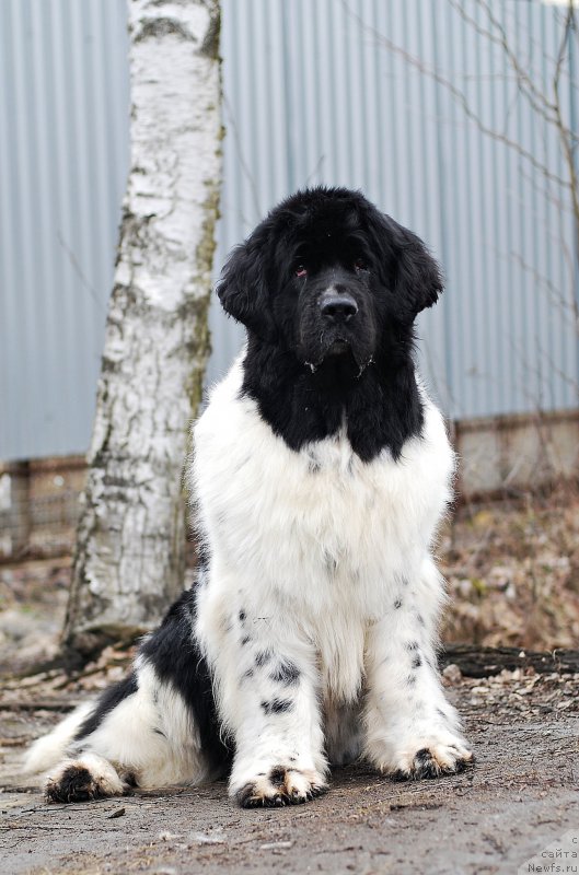 Фото: ньюфаундленд Piternyuf Prodigy (Питерньюф Продижи)