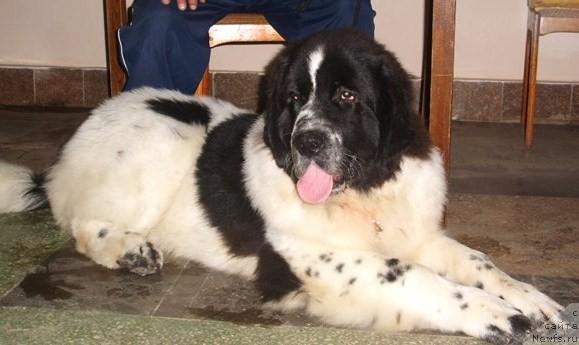 Фото: Сент Джонс Принцип Домино, 7 мес.