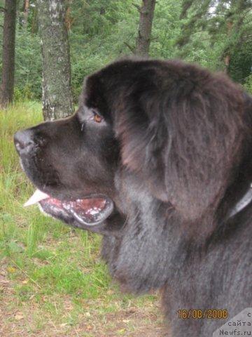 Фото: ньюфаундленд Balustar de Mantal'chino (Балустар де Мантальчино)