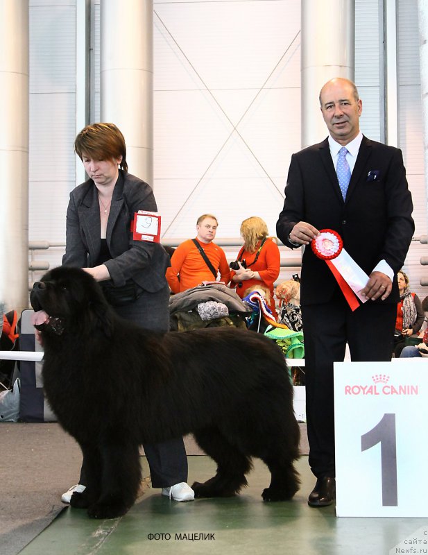Фото: ньюфаундленд Matvey s Berega Dona (Матвей с Берега Дона)