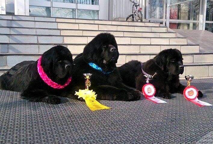 Фотография № 203502