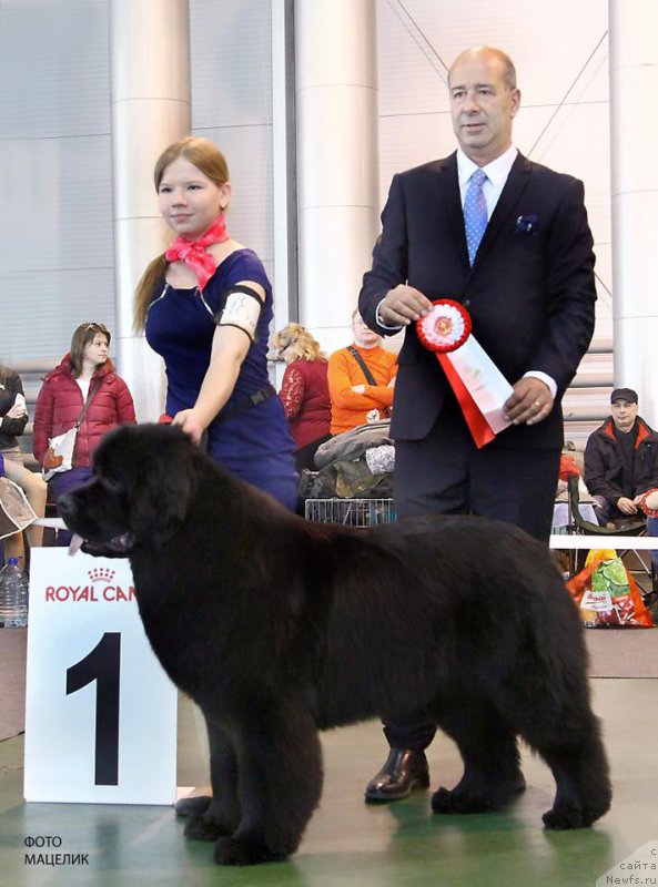 Фото: ньюфаундленд Vpered Zovuschaya s Berega Dona (Вперед Зовущая с Берега Дона)