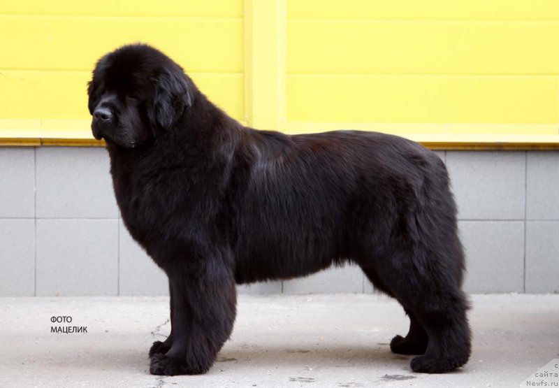 Фото: ньюфаундленд Vpered Zovuschaya s Berega Dona (Вперед Зовущая с Берега Дона)