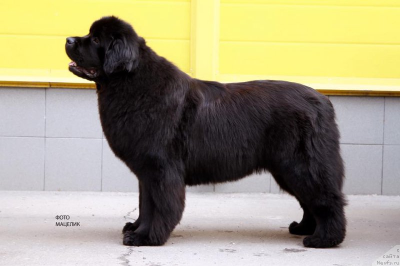 Фото: ньюфаундленд Vpered Zovuschaya s Berega Dona (Вперед Зовущая с Берега Дона)