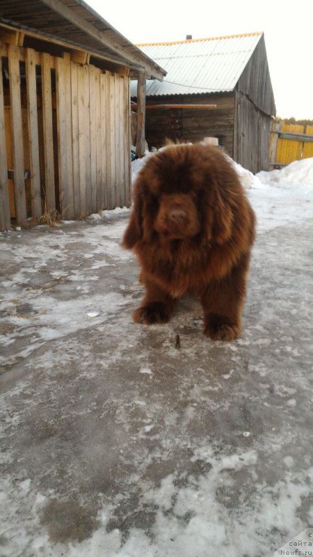 Фото: ньюфаундленд N'yufort YUray Kvin (Ньюфорт Юрай Квин)