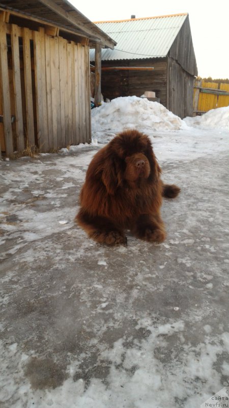 Фото: YUliya Ryichkova (Юлия Рычкова), ньюфаундленд N'yufort YUray Kvin (Ньюфорт Юрай Квин)