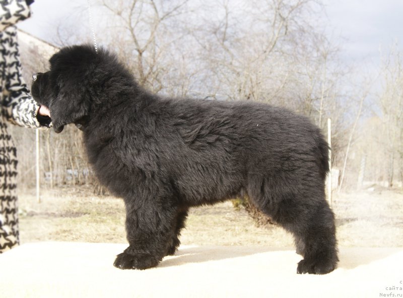 Фотография № 203516