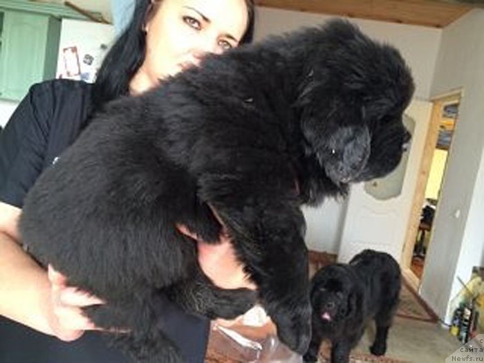 Фото: ньюфаундленд Linda Vyaliki Myadzvedz' (Линда Вялiкi Мядзведзь), ньюфаундленд Zhdanny Syn Vialiki Miadzvedz