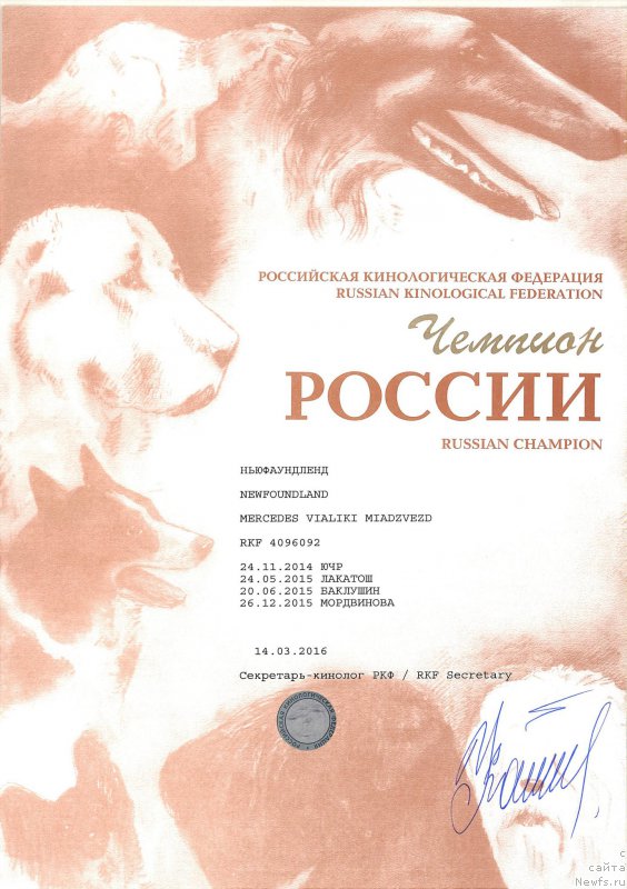 Фото: ньюфаундленд Mercedes Vialiki Miadzvedz (Мерседес Вялiкi Мядзведзь)