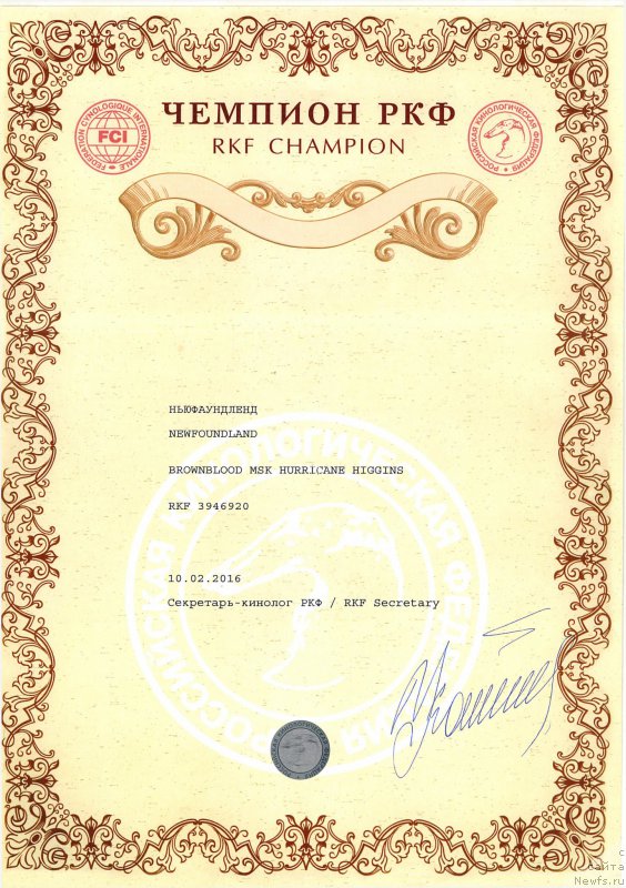 Фото: ньюфаундленд Brownblood MSK Harricane Higgins (Браунблад МСК Харрикейн Хиггенс)