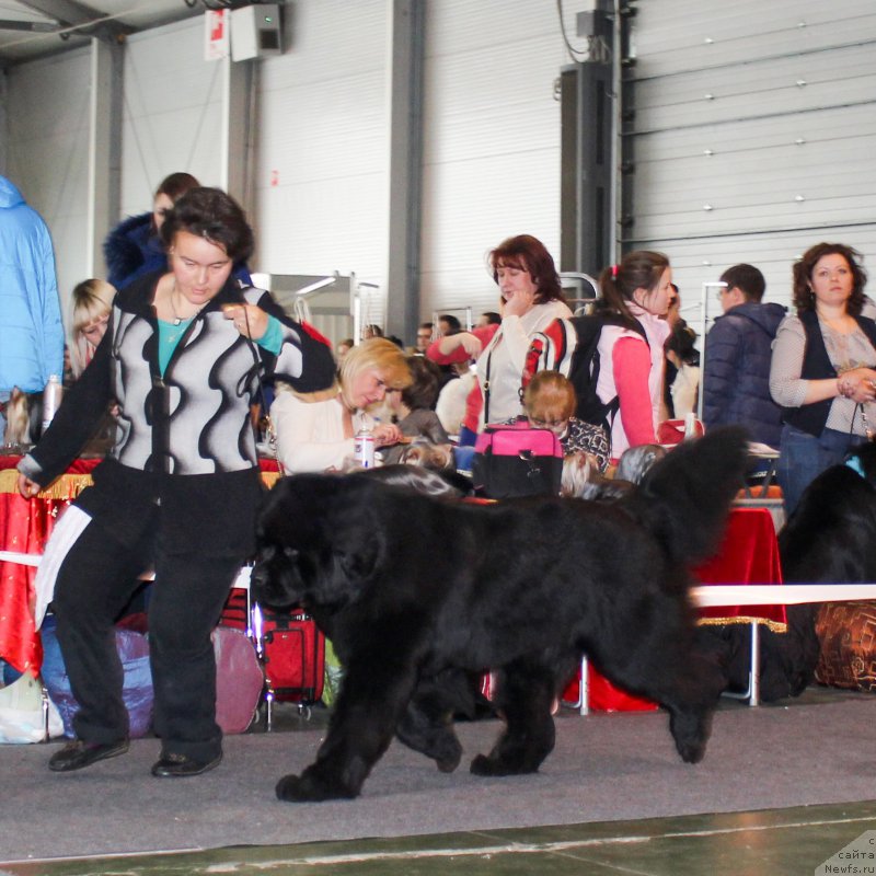 Фото: ньюфаундленд Alfa Dar Oksa Arsemiy (Альфа Дар Окса Арсёмий)