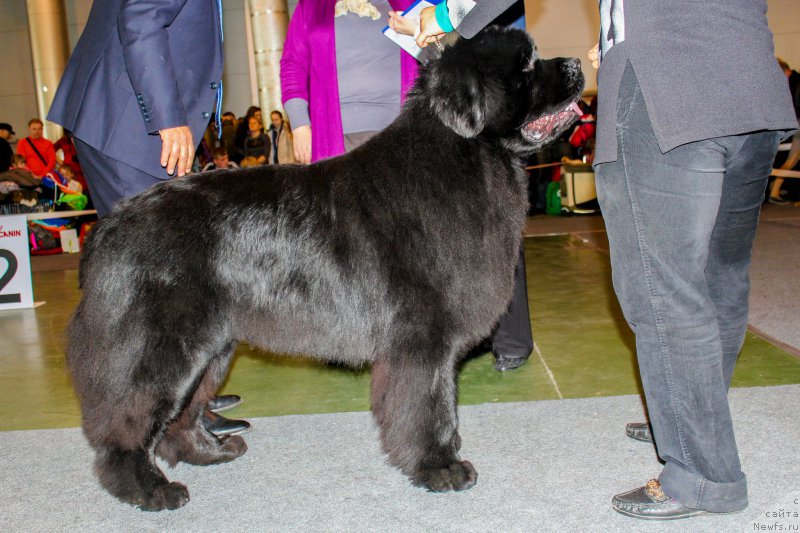 Фото: ньюфаундленд Alfa Dar Oksa Arsemiy (Альфа Дар Окса Арсёмий)
