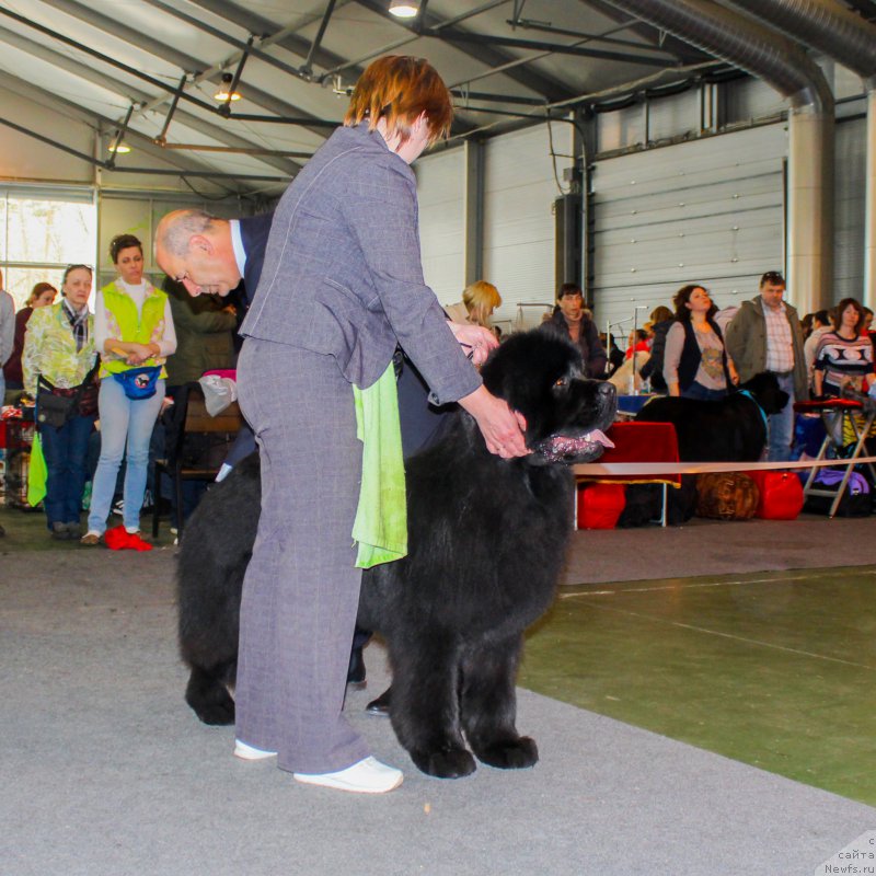Фото: ньюфаундленд Markiz Maximilien de Mark (Маркиз Максимельен Де Марк)