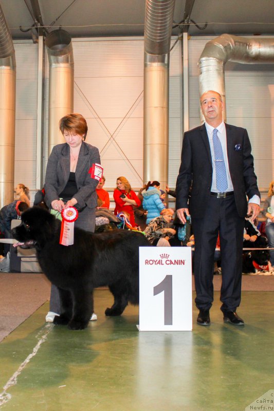 Фото: ньюфаундленд Markiz Maximilien de Mark (Маркиз Максимельен Де Марк)