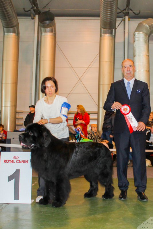 Фото: ньюфаундленд Beguschaya po Volnam CHicharitto (Бегущая по Волнам Чичаритто)