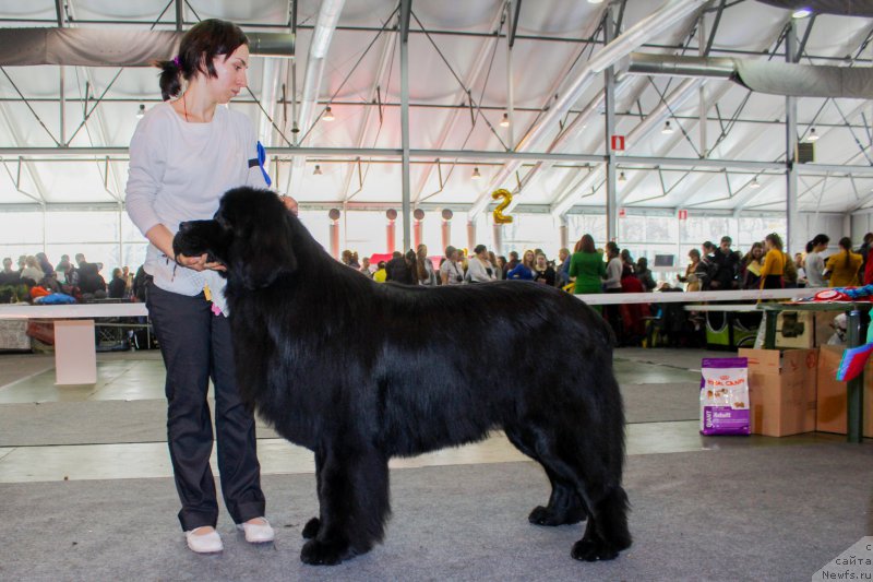 Фото: ньюфаундленд Chisty Brilliant Amigo (Чистый Бриллиант Амиго)