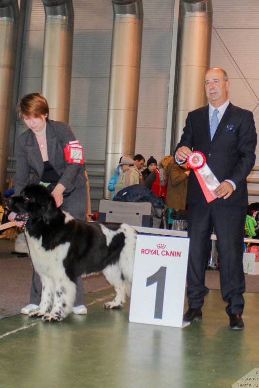 Фото: ньюфаундленд Jador Le Perle Nuar (Жадор Ле Перле Нуар)