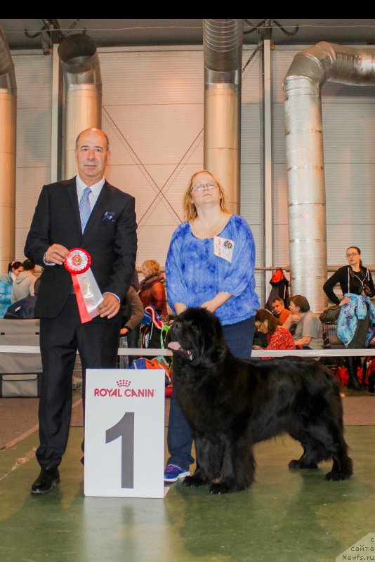 Фото: ньюфаундленд Sent Djons Bekoz Ay Love YU (Сент Джонс Бекоз Ай Лове Ю)