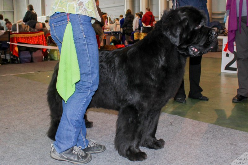 Фото: ньюфаундленд Beguschaya po Volnam Zephirine Drouhin (Бегущая по Волнам Зефирин Друэн)