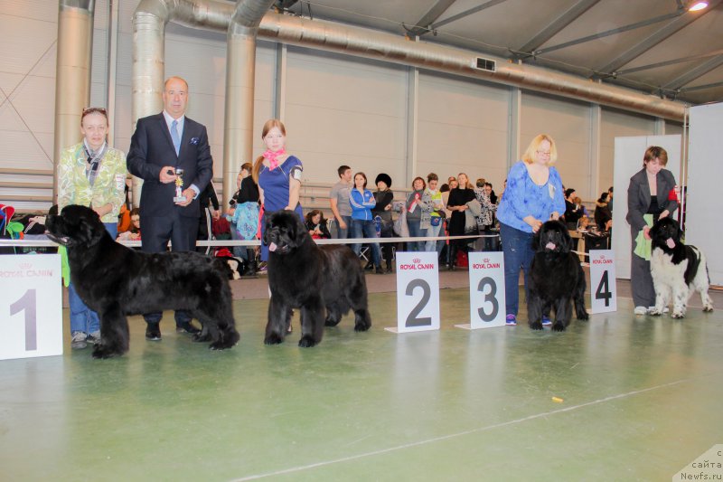 Фото: ньюфаундленд Beguschaya po Volnam Zephirine Drouhin (Бегущая по Волнам Зефирин Друэн), ньюфаундленд Vpered Zovuschaya s Berega Dona (Вперед Зовущая с Берега Дона), ньюфаундленд Sent Djons Bekoz Ay Love YU (Сент Джонс Бекоз Ай Лове Ю), ньюфаундленд Jador Le Perle Nuar (Жадор Ле Перле Нуар)