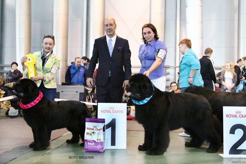 Фото: ньюфаундленд Beguschaya po Volnam Zephirine Drouhin (Бегущая по Волнам Зефирин Друэн), ньюфаундленд Piternyuf Monte Kristo (Питерньюф Монте Кристо)