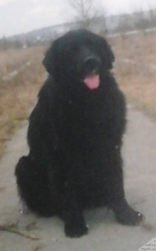 Фото: ньюфаундленд Norman (Норман)