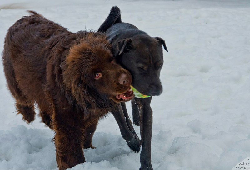 Фото: ньюфаундленд Al'fa Dar Oksa Vaniliya (Альфа Дар Окса Ванилия)