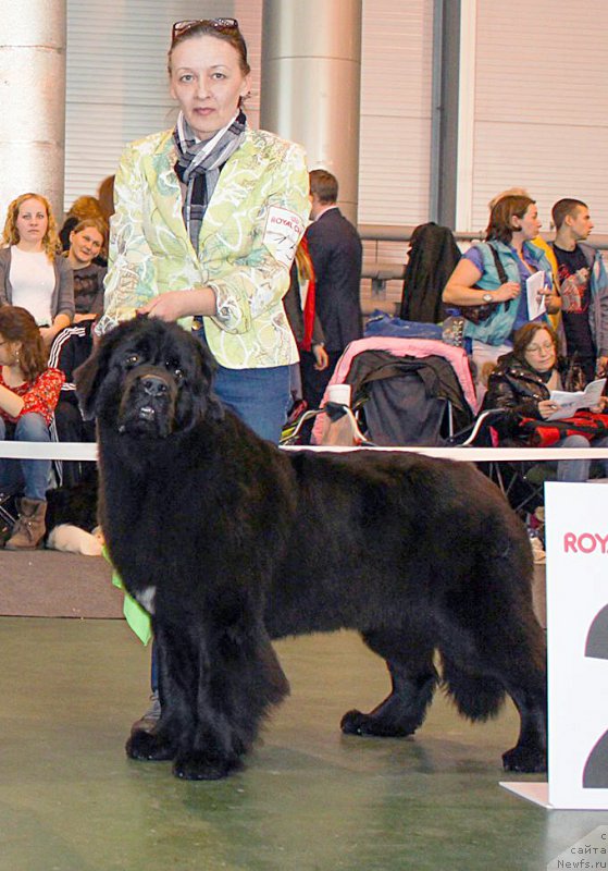 Фото: ньюфаундленд Beguschaya po Volnam Bravo Bravissimo (Бегущая по Волнам Браво Брависсимо)