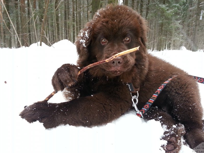 Фото: ньюфаундленд Braunblad MSK Syemmi Less (Браунблад МСК Сэмми Лесс)